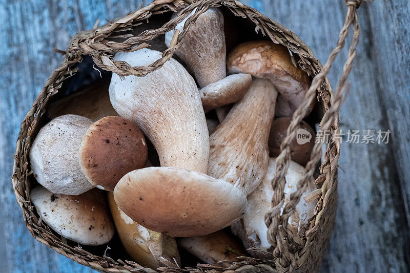 新鲜采摘的野生牛肝菌(Porcini Cep)篮子蘑菇